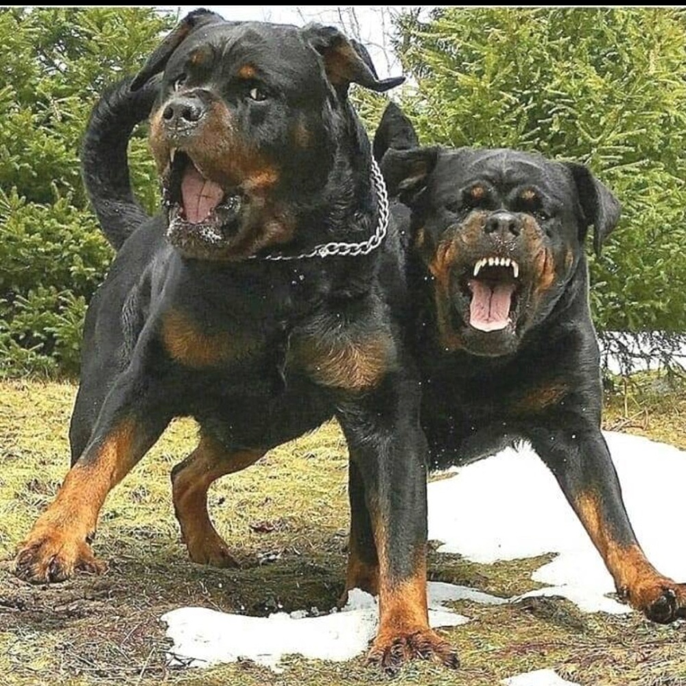 Meet your Posher, Jesse